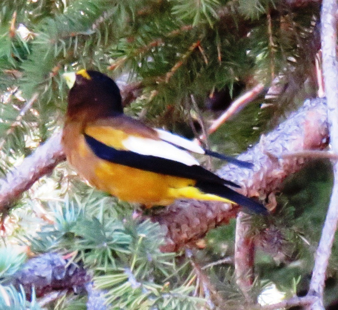 Evening Grosbeak - ML106947101