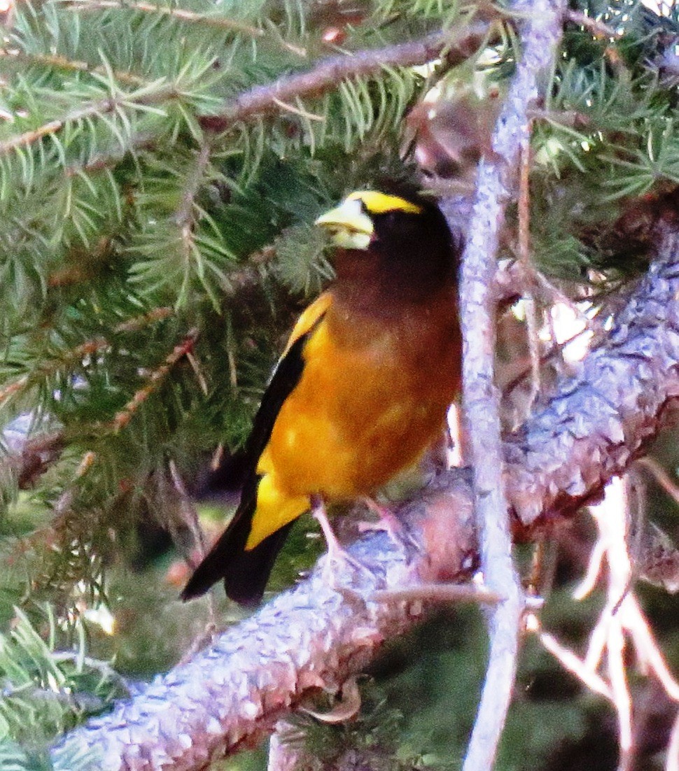 Evening Grosbeak - ML106947111