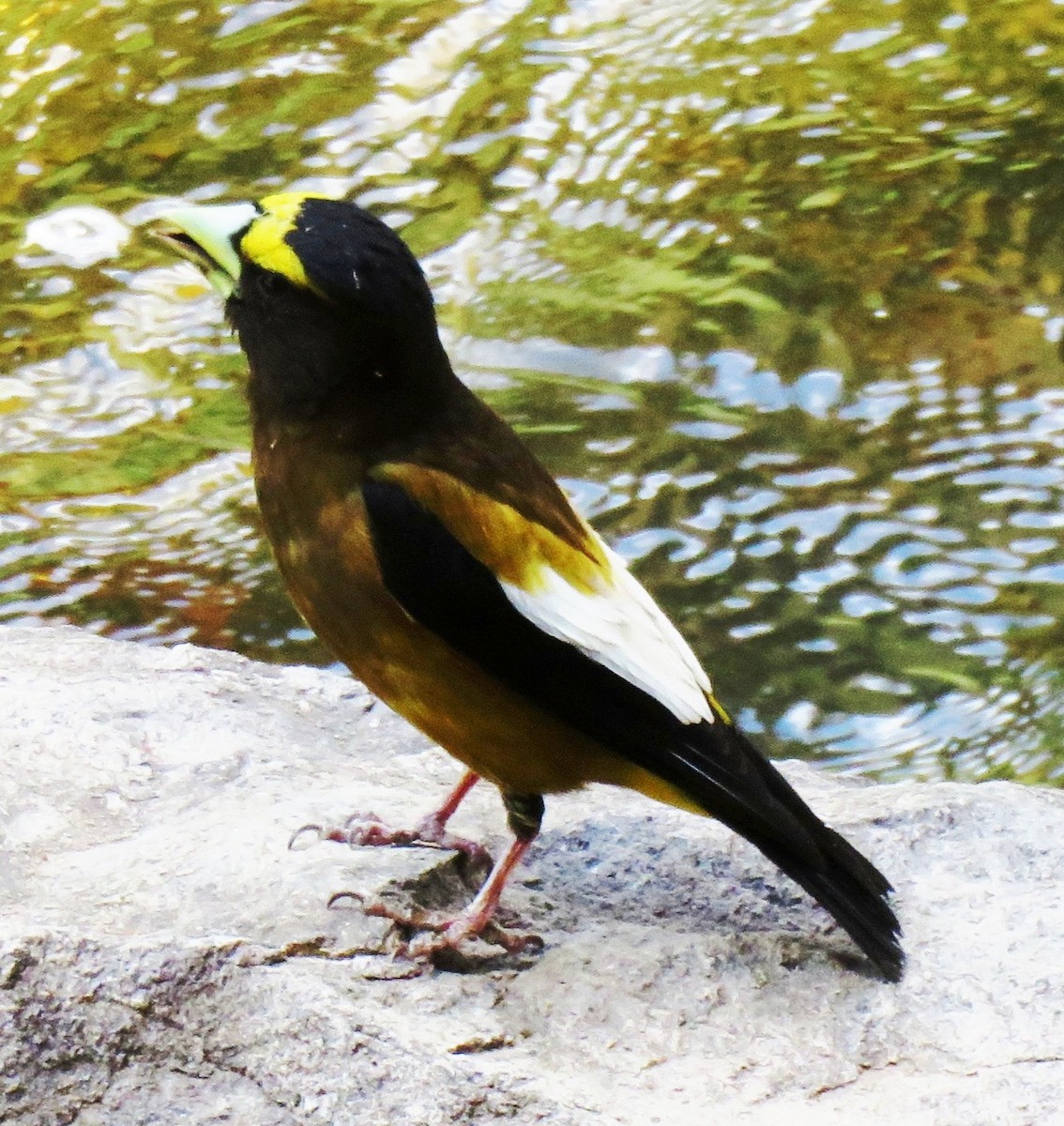 Evening Grosbeak - ML106947121