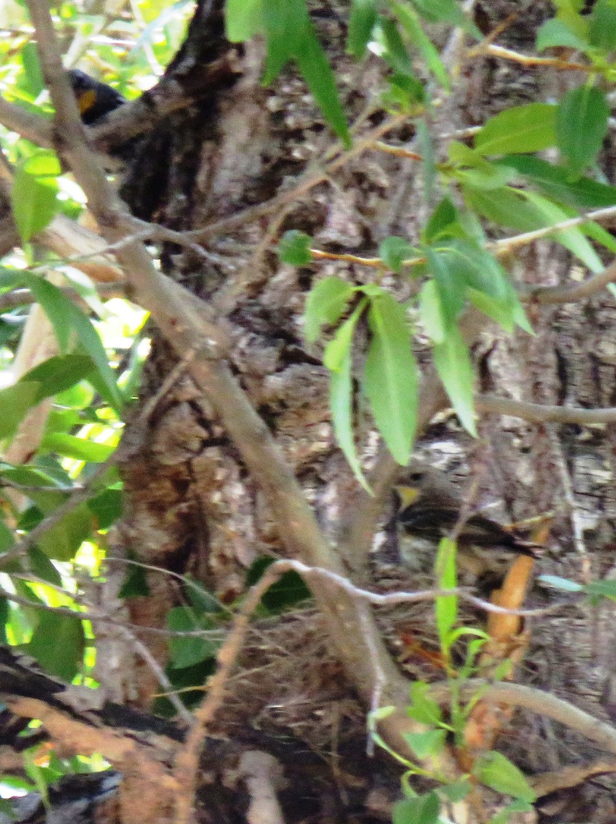 Yellow-rumped Warbler (Audubon's) - ML106947141