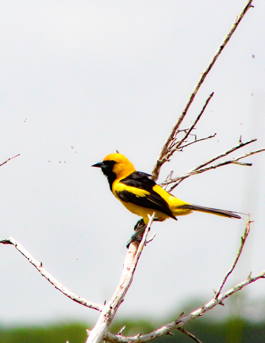 Yellow-tailed Oriole - ML106950021