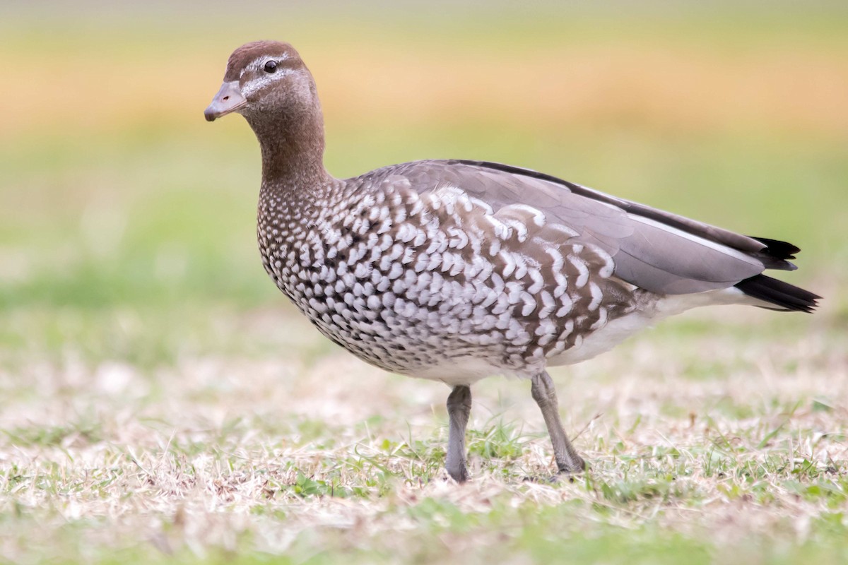 Maned Duck - ML106951321