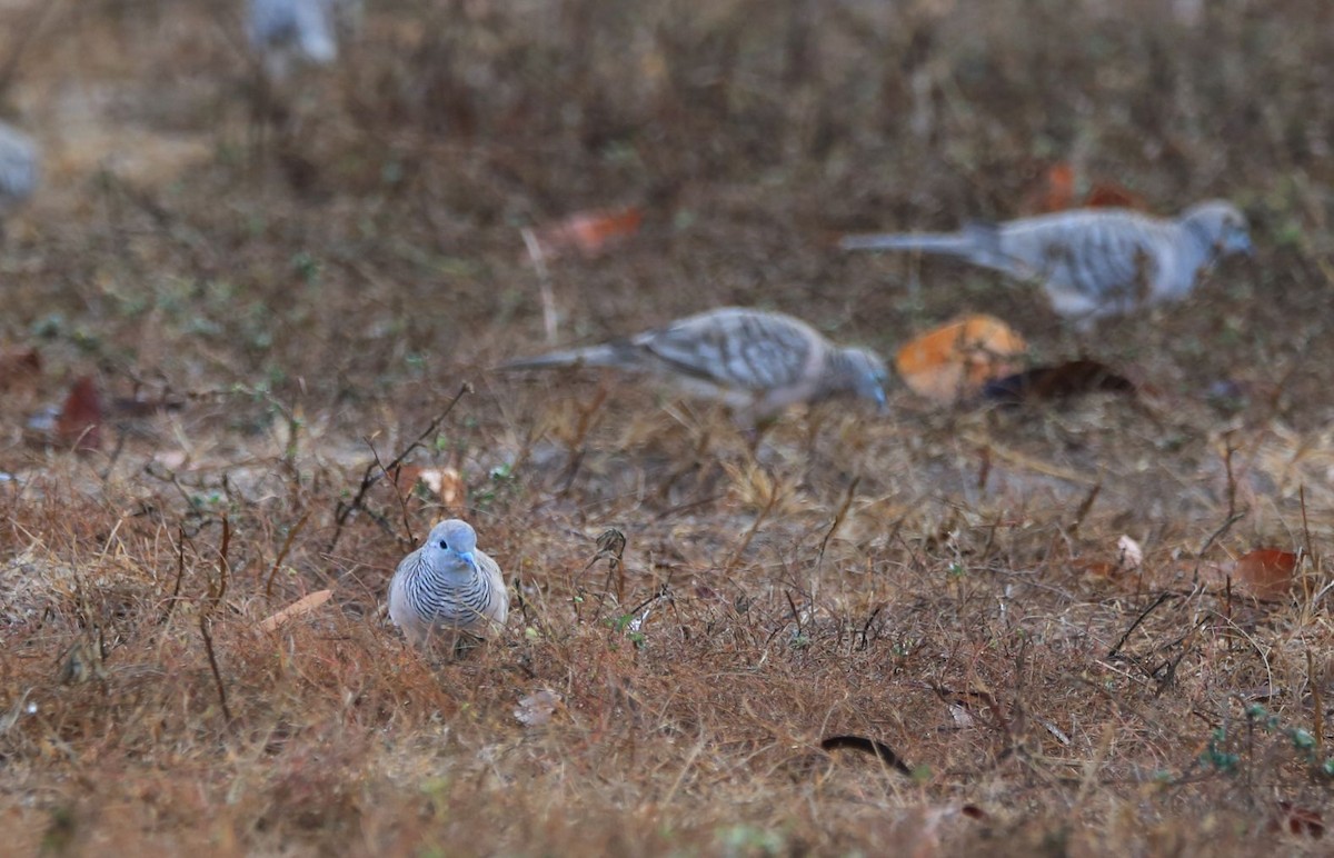 Peaceful Dove - ZHANG Shen