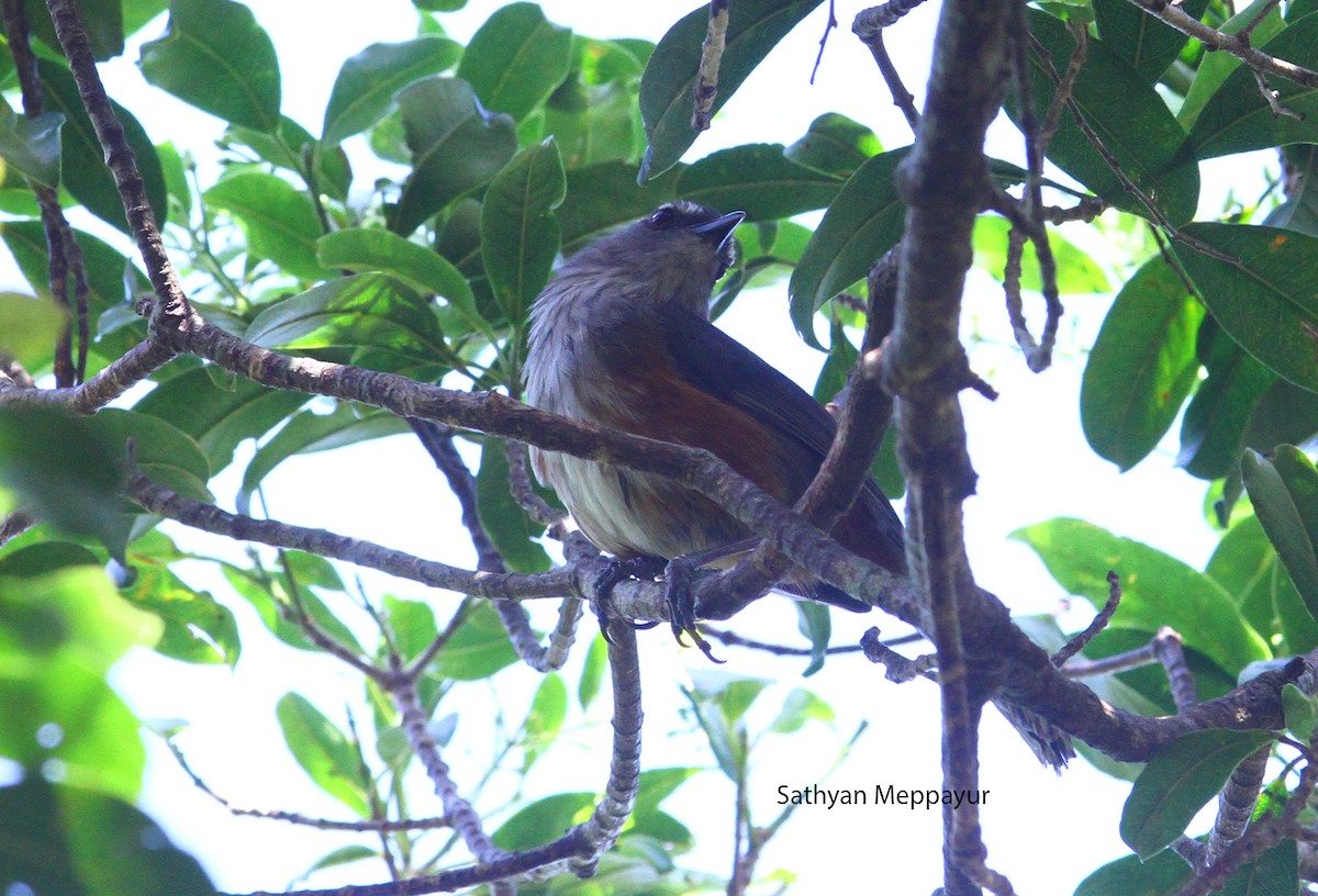 Ashambu Laughingthrush - ML106952571