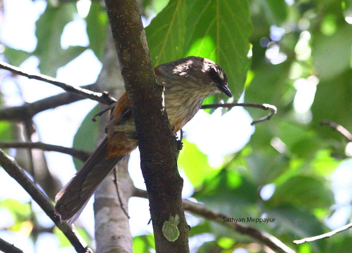 Ashambu Laughingthrush - ML106952581