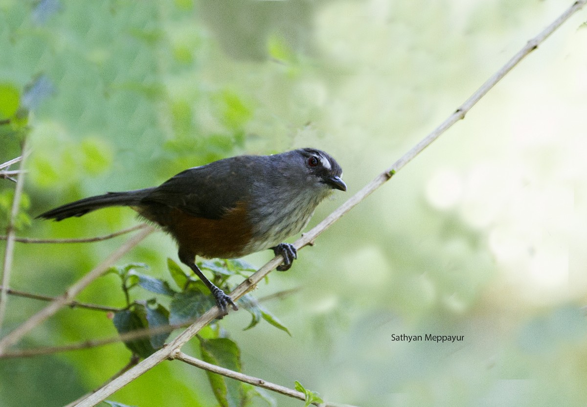 Ashambu Laughingthrush - Sathyan Meppayur