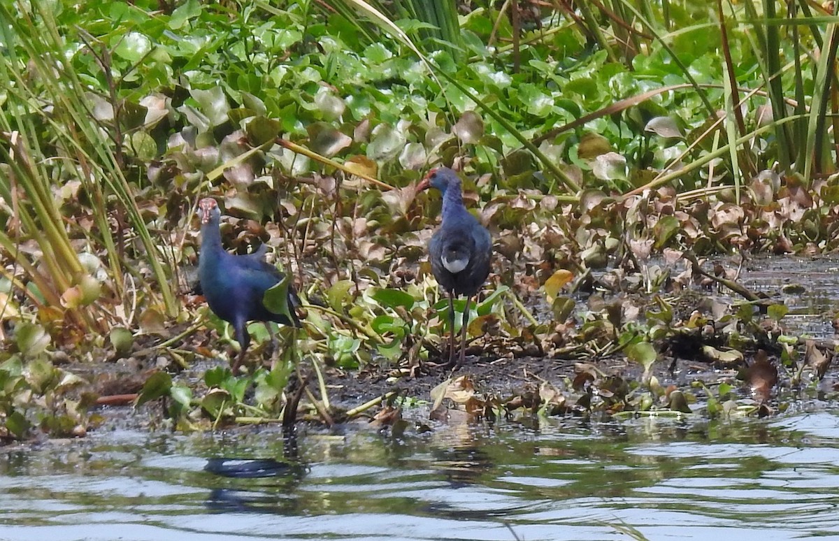 Gray-headed Swamphen - ML106953351