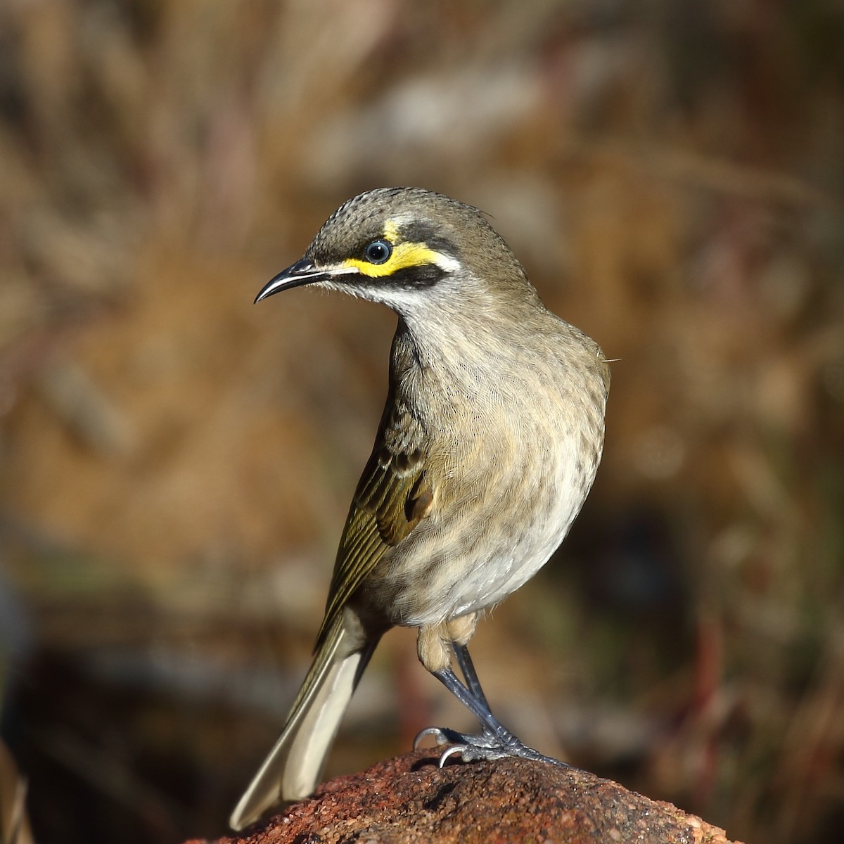 Yellow-faced Honeyeater - ML106954561