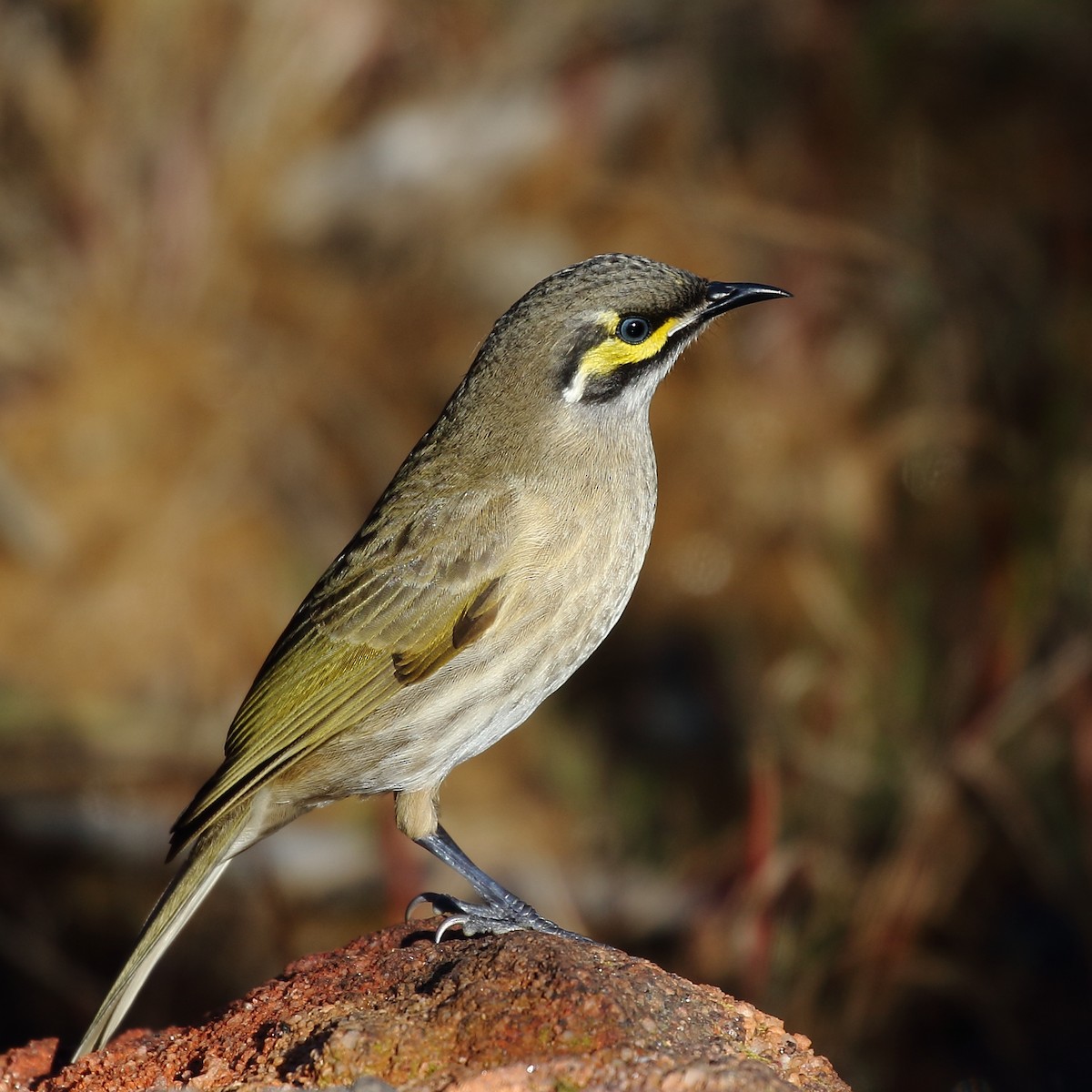 Yellow-faced Honeyeater - ML106954581