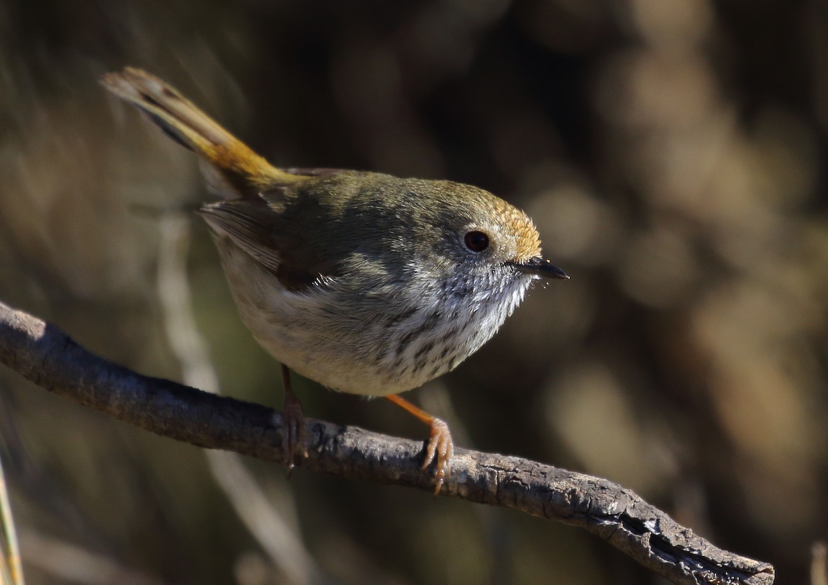 Brown Thornbill - Michael Rutkowski