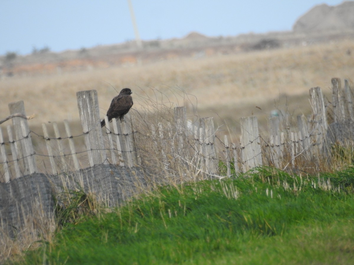 Black Falcon - Ken Crawley