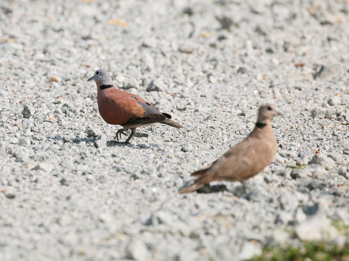 Red Collared-Dove - Neoh Hor Kee