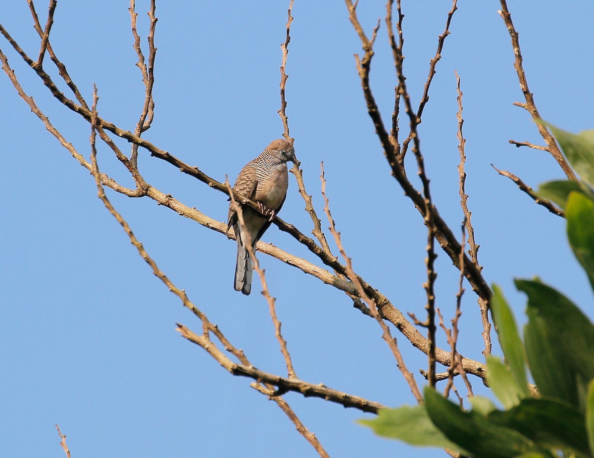 Zebra Dove - Neoh Hor Kee