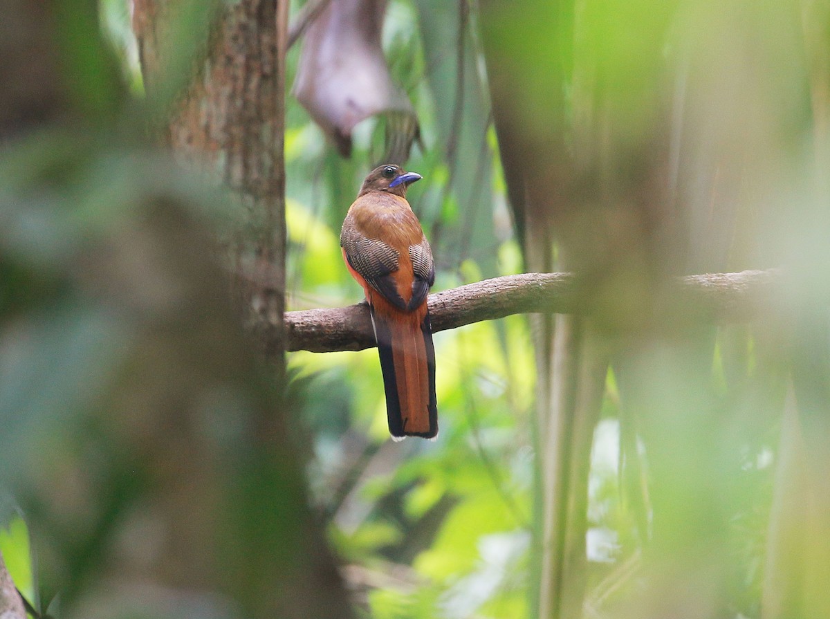 Scarlet-rumped Trogon - ML106956871