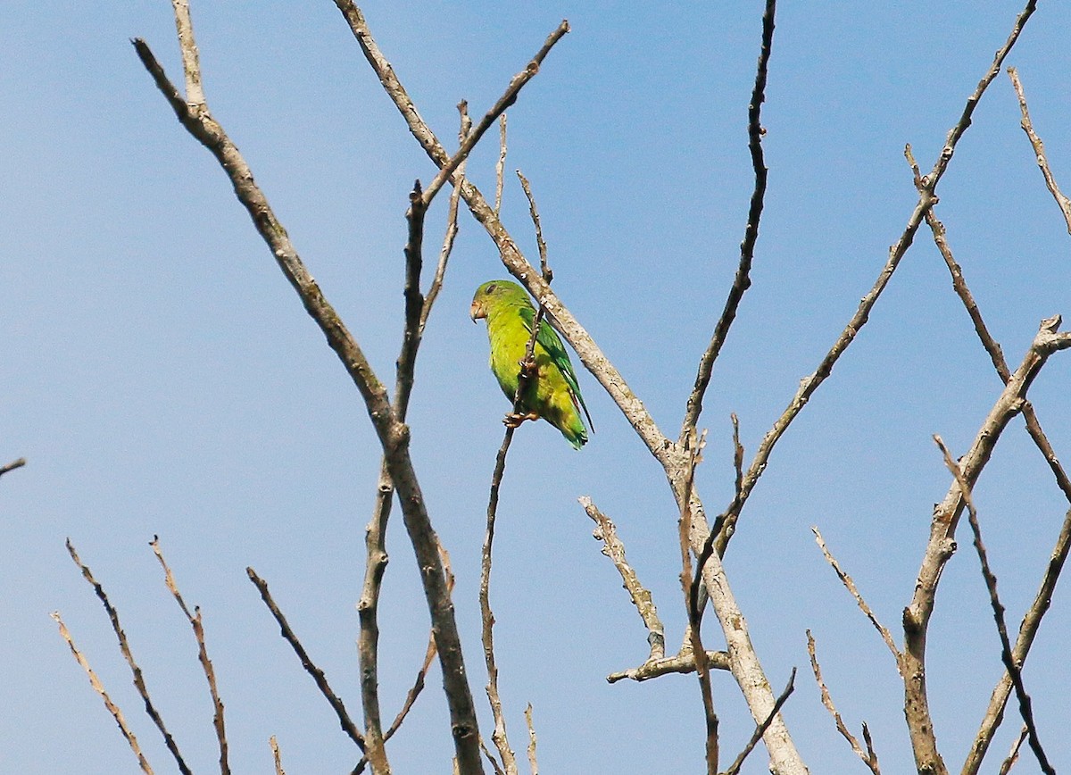 Blue-crowned Hanging-Parrot - ML106956941