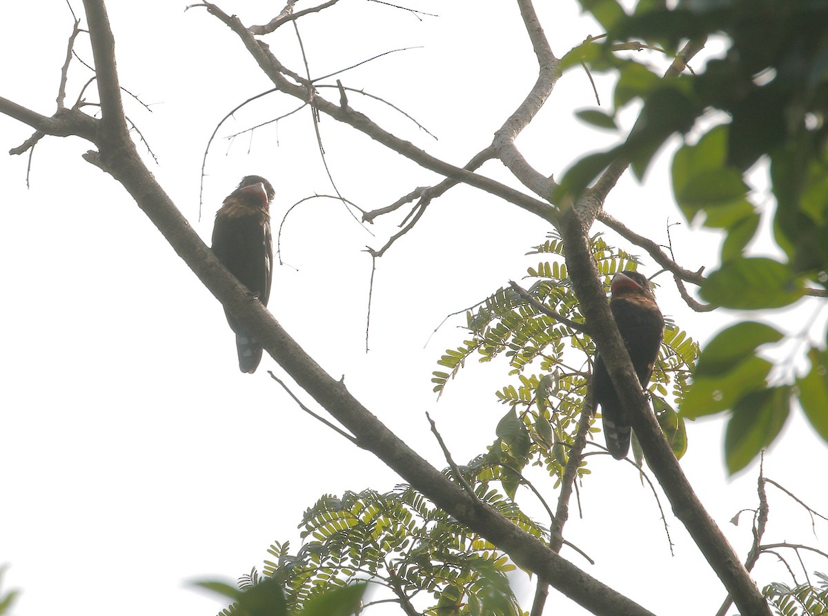 Dusky Broadbill - ML106956981