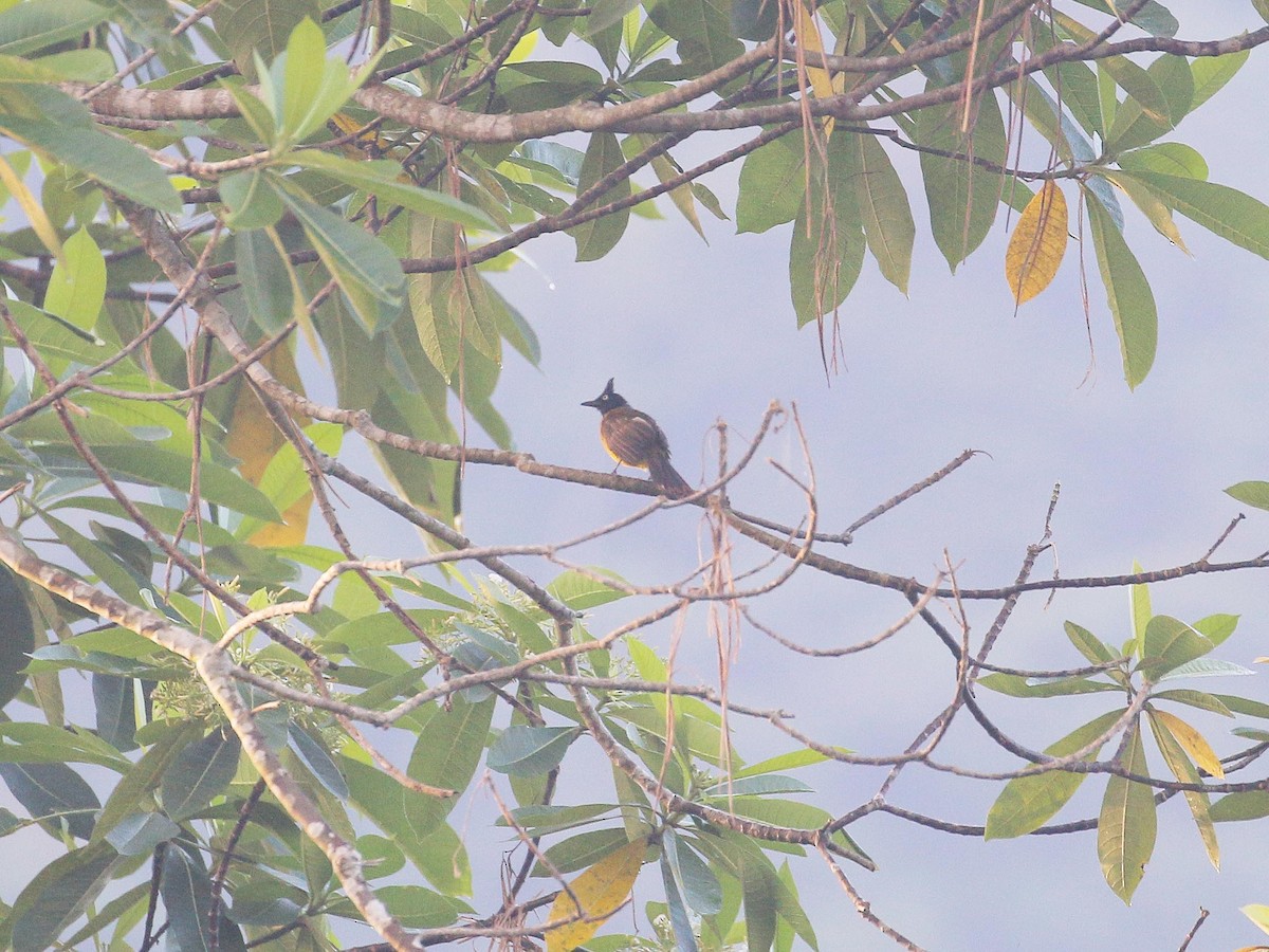 Bulbul à huppe noire - ML106957001