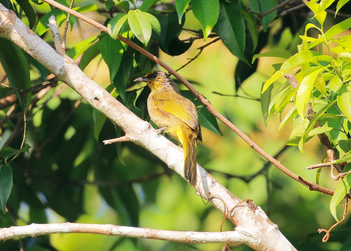 Stripe-throated Bulbul - ML106957011