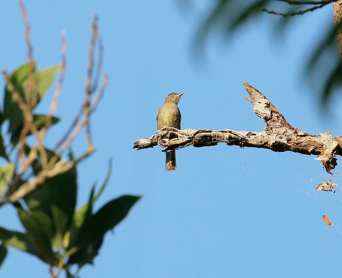 Buff-vented Bulbul - ML106957051