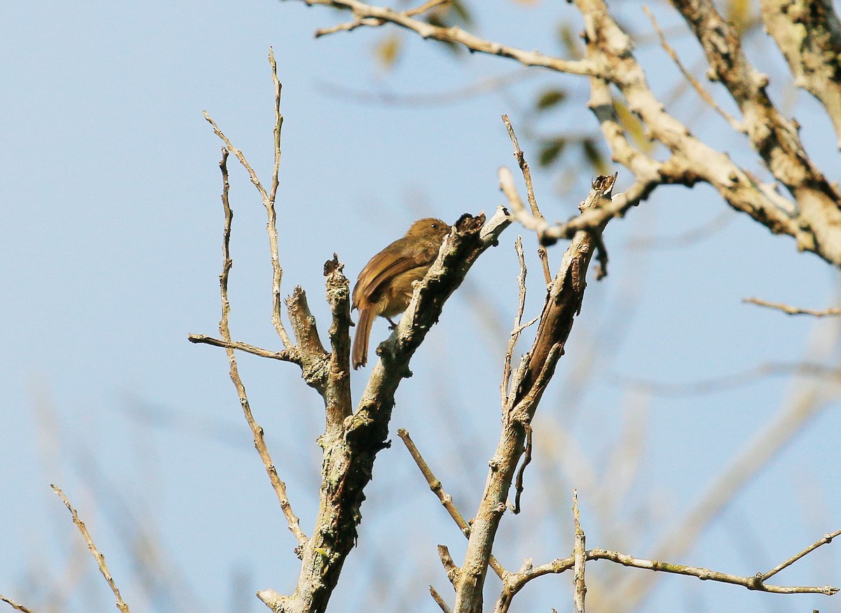 Buff-vented Bulbul - ML106957061