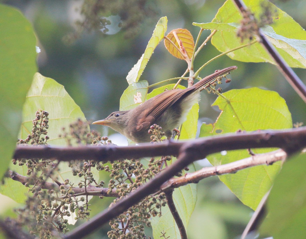 Buff-vented Bulbul - ML106957081