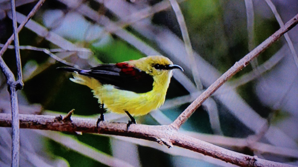 Crimson-backed Sunbird - Yogesh  Badri