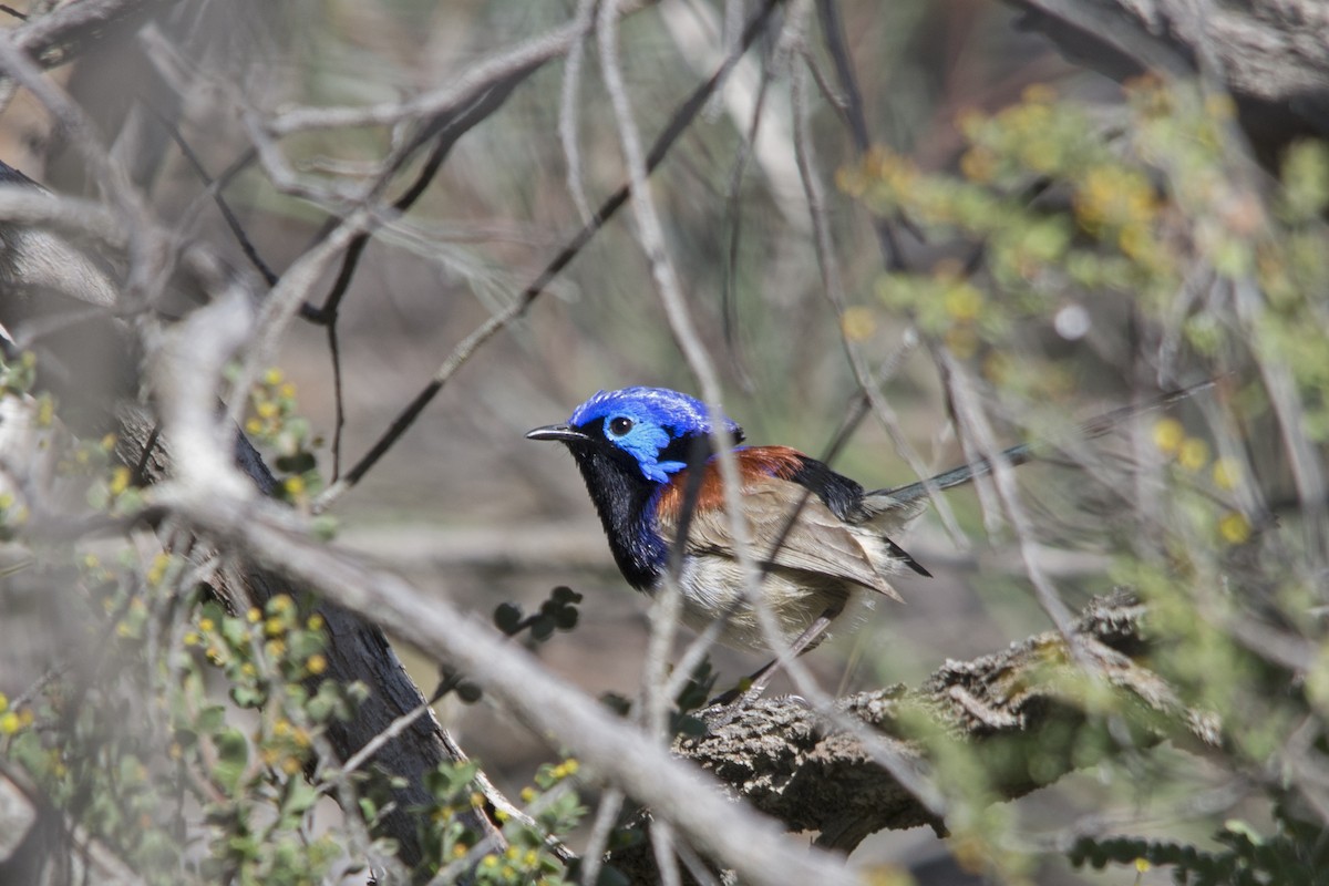 Purple-backed Fairywren (Purple-backed) - ML106957621