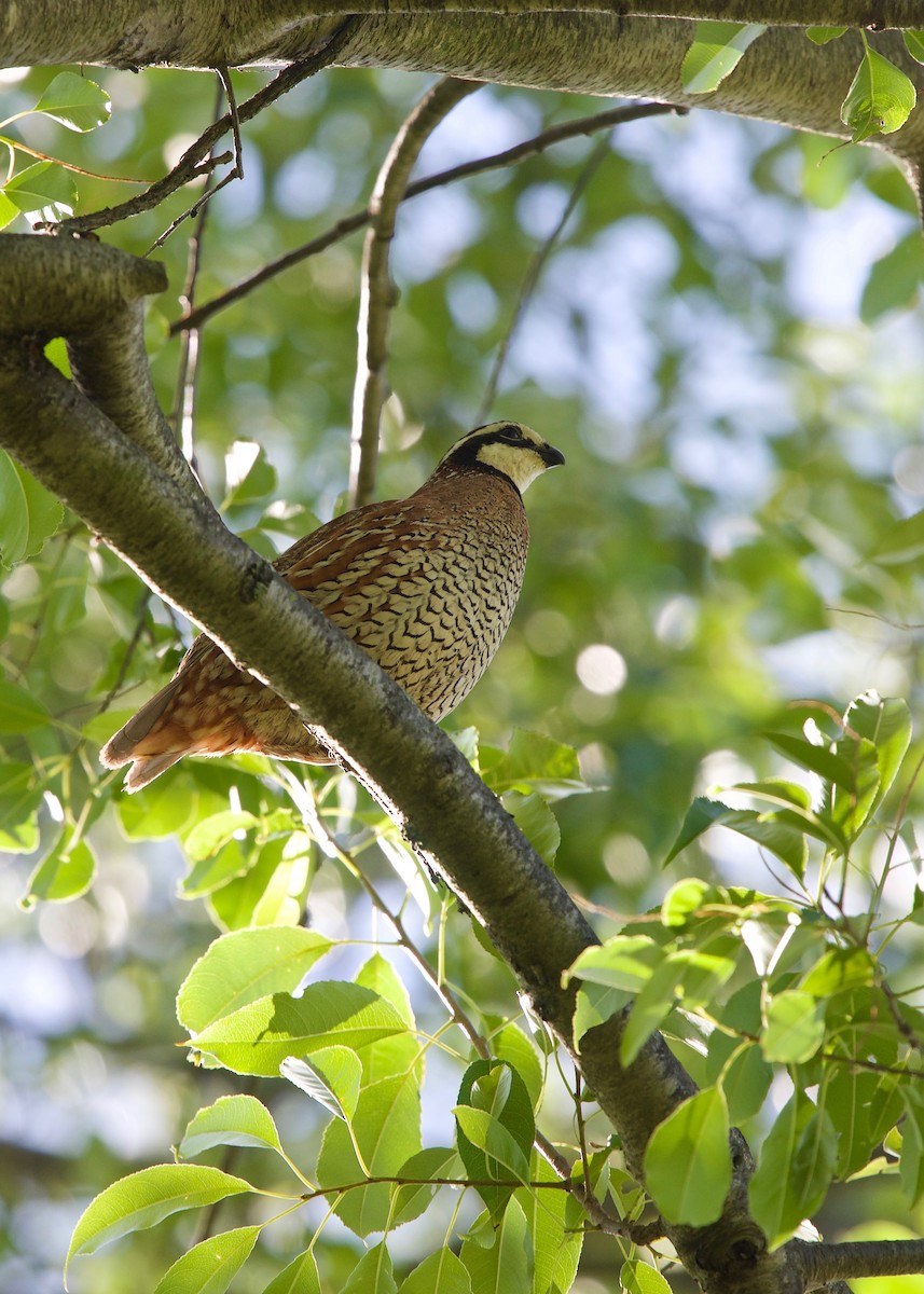 Northern Bobwhite - ML106957821