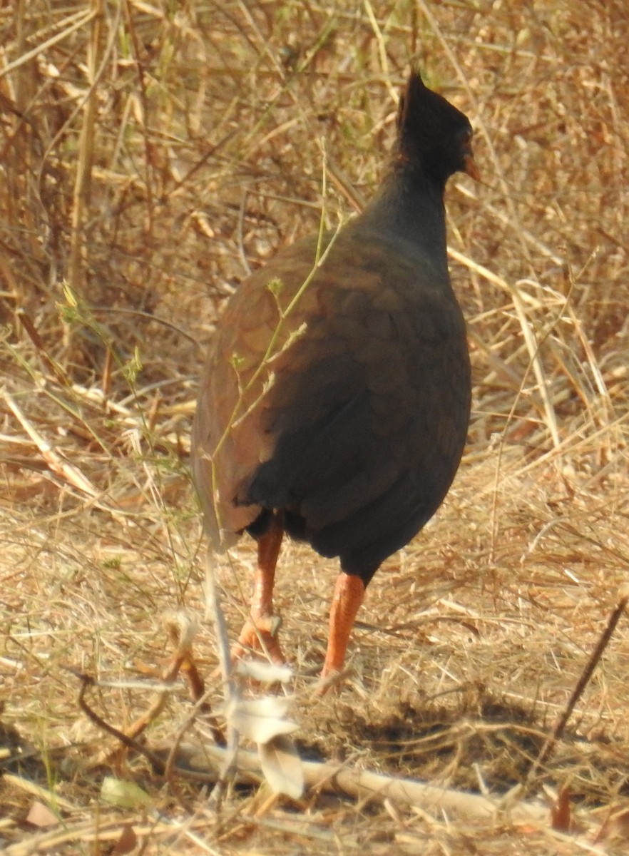 Rotbein-Großfußhuhn - ML106958161