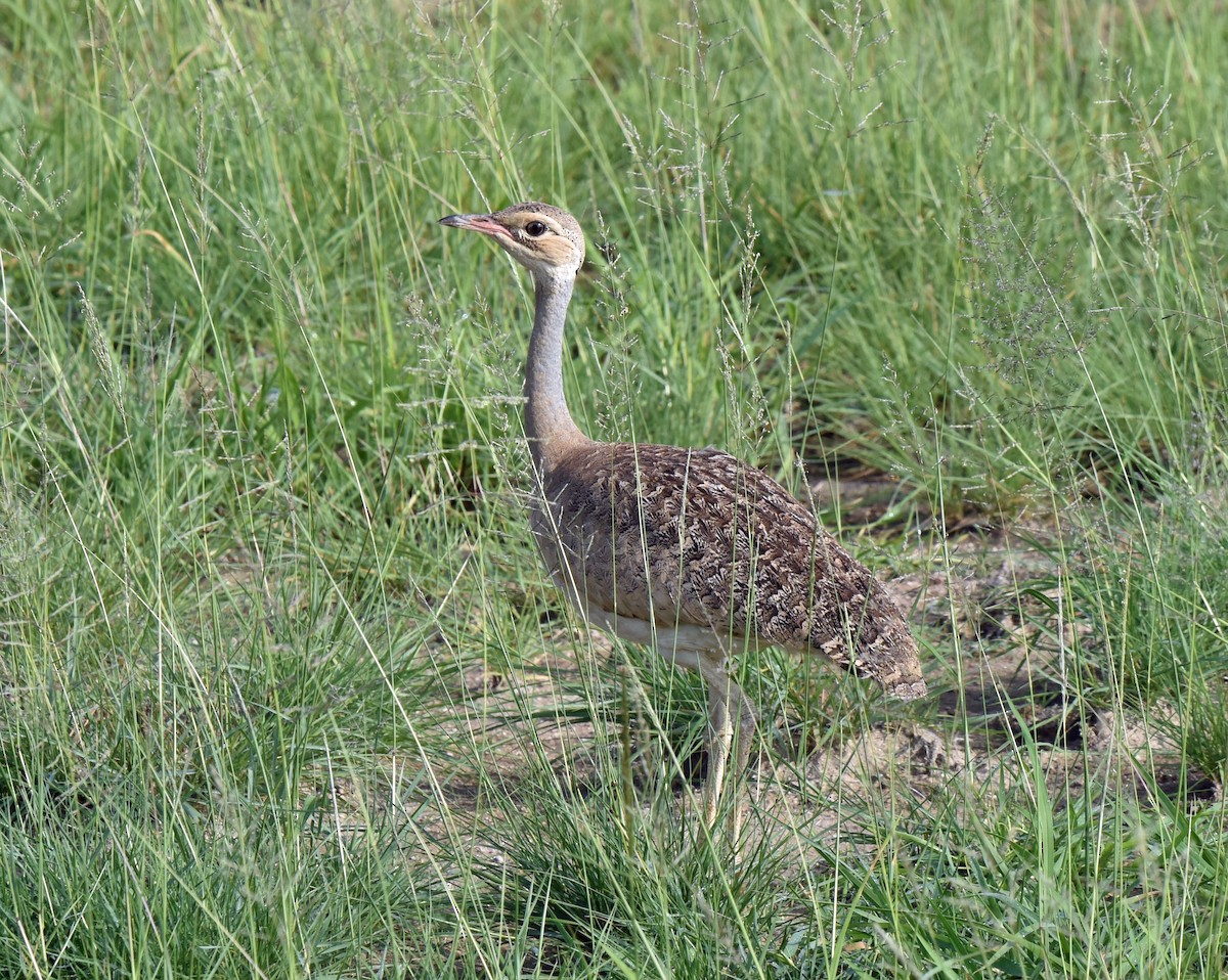 White-bellied Bustard - Celeste Morien