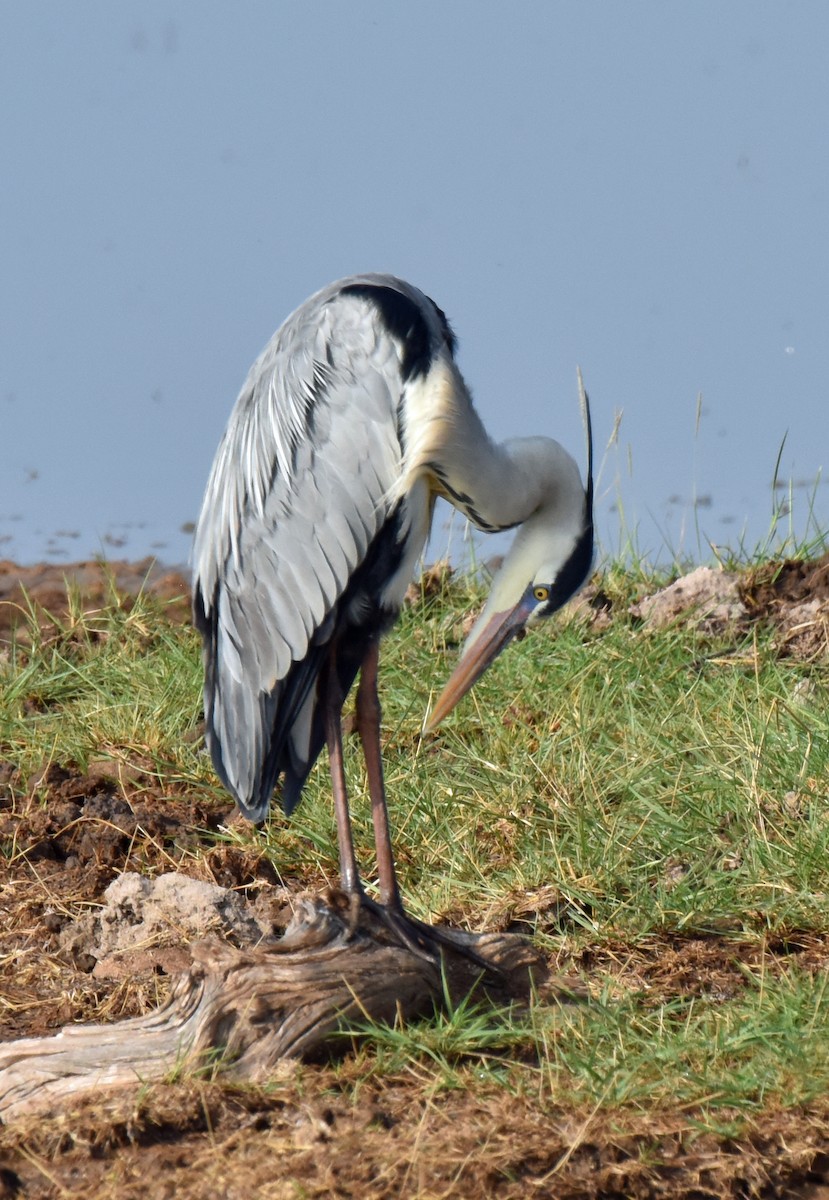 Gray Heron - ML106960201