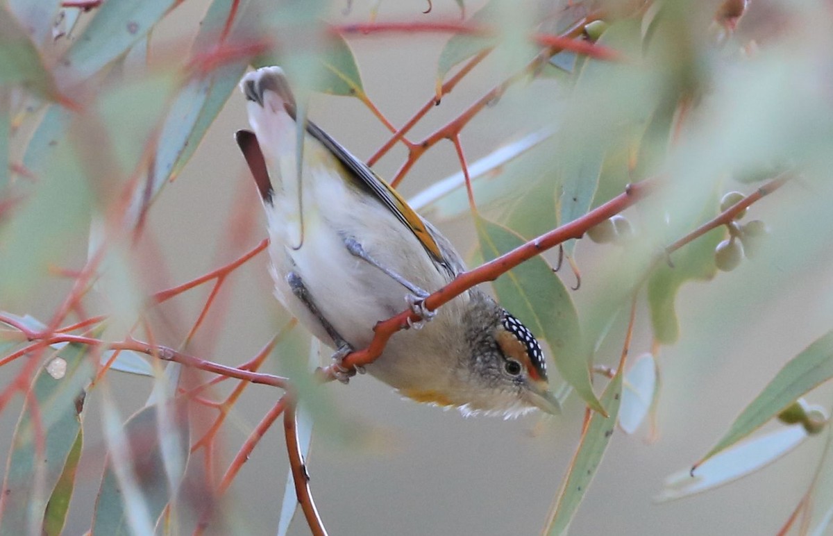 Red-browed Pardalote - ZHANG Shen