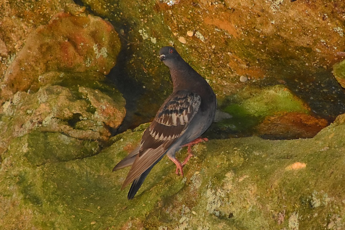 Rock Pigeon (Feral Pigeon) - Brian Hicks