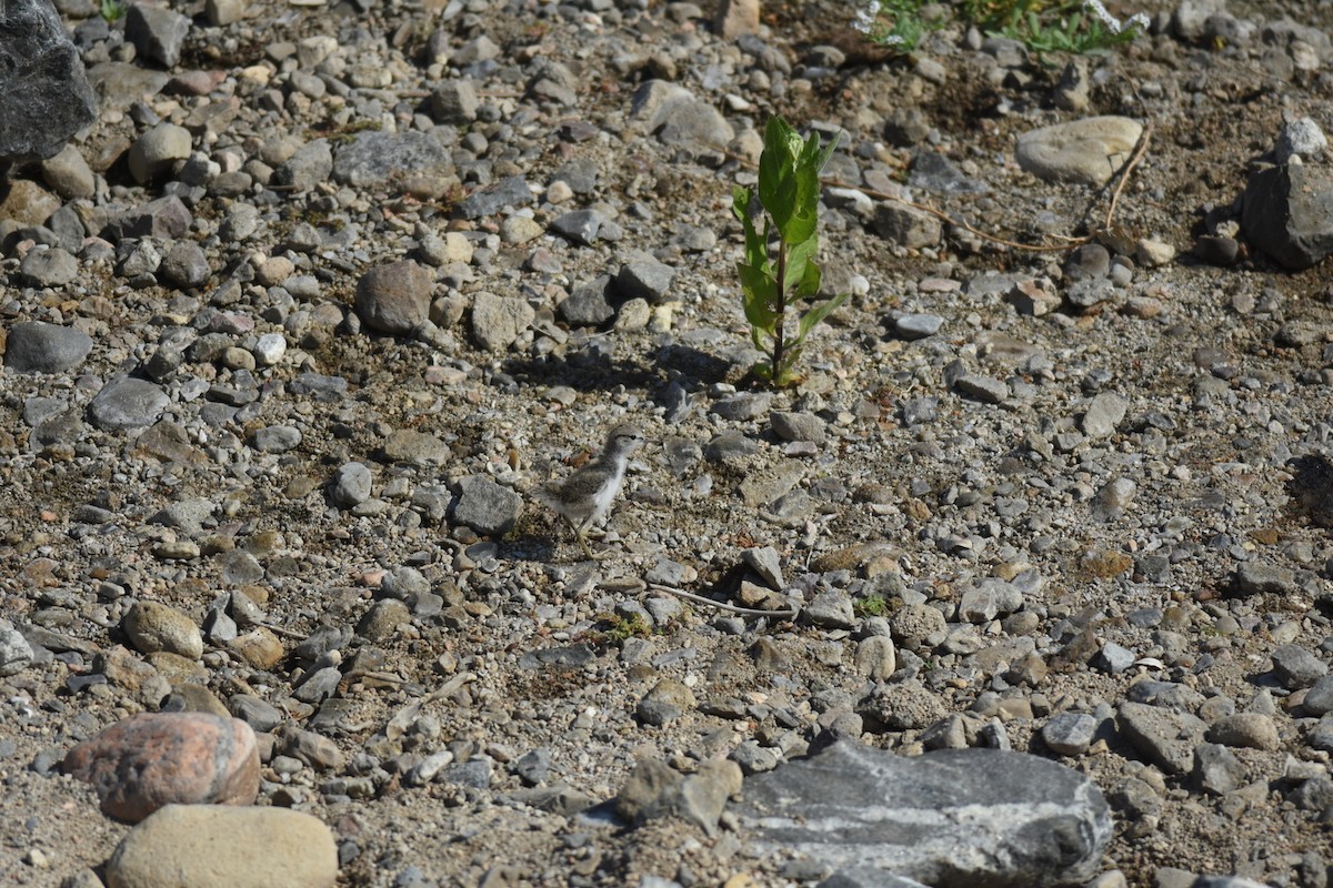 Spotted Sandpiper - Mike Huang