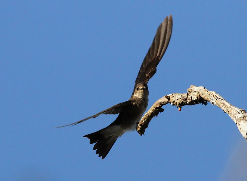 Northern Rough-winged Swallow - Amy McAndrews