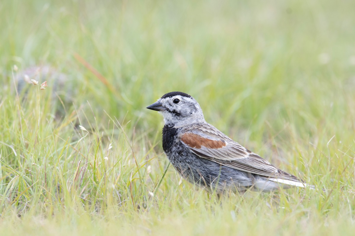 Thick-billed Longspur - ML106966341