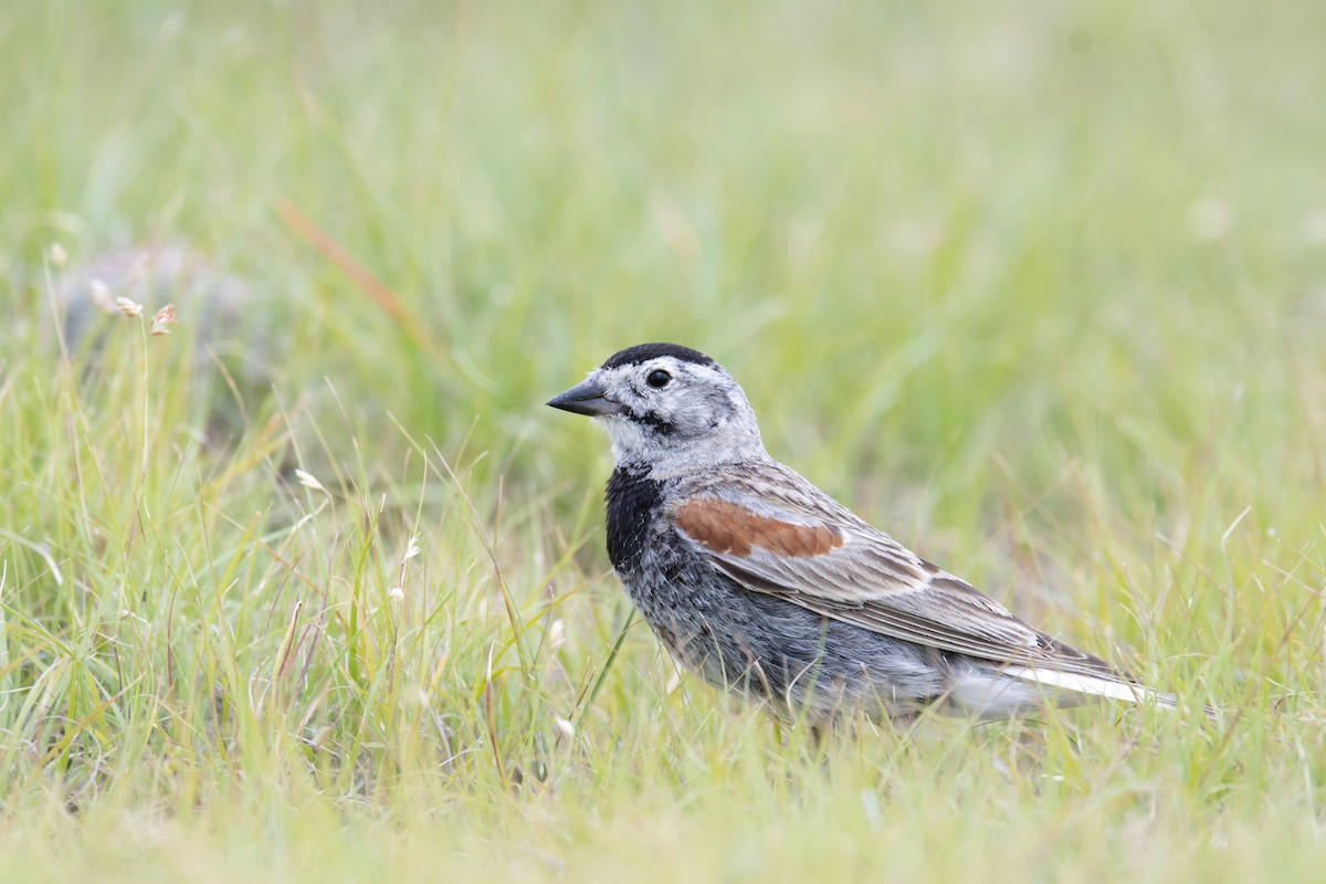 Thick-billed Longspur - Bryan Calk