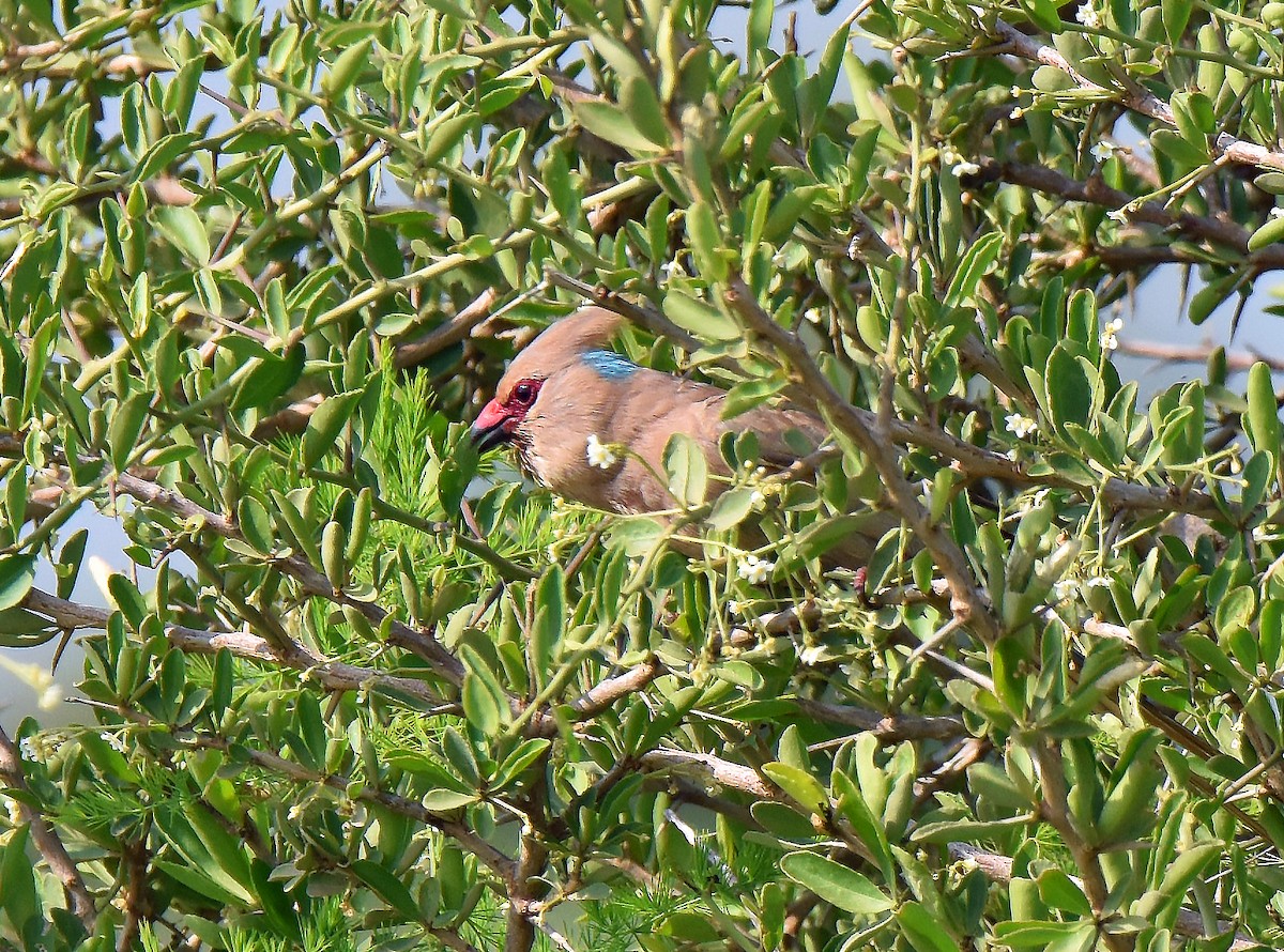 Blue-naped Mousebird - ML106968441