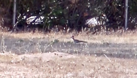 Greater Roadrunner - ML106968551