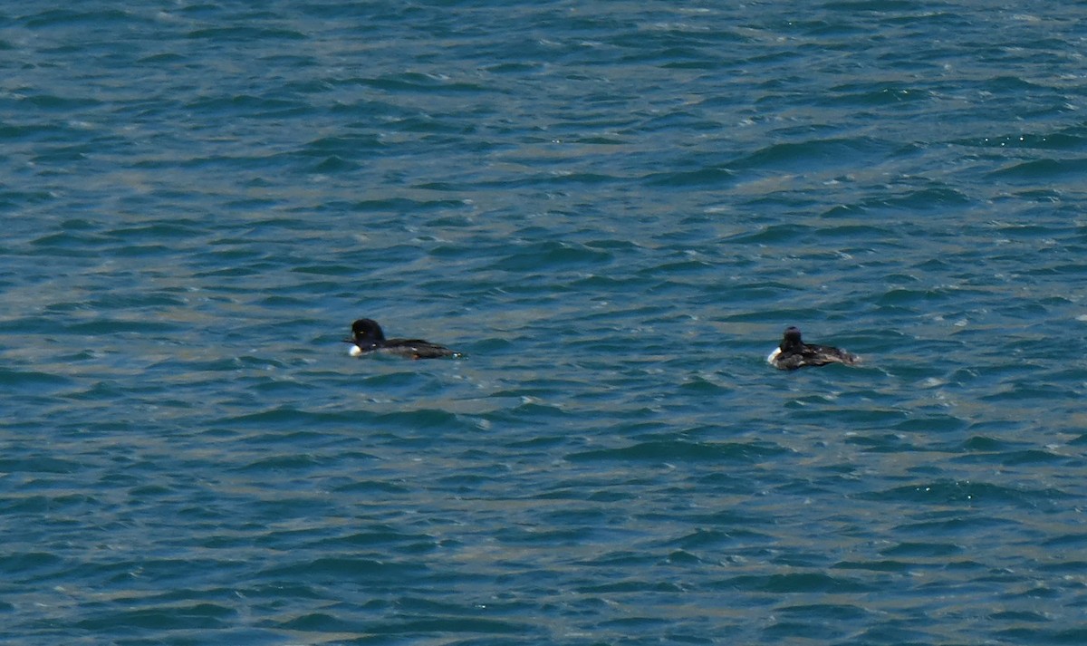 Barrow's Goldeneye - ML106968621