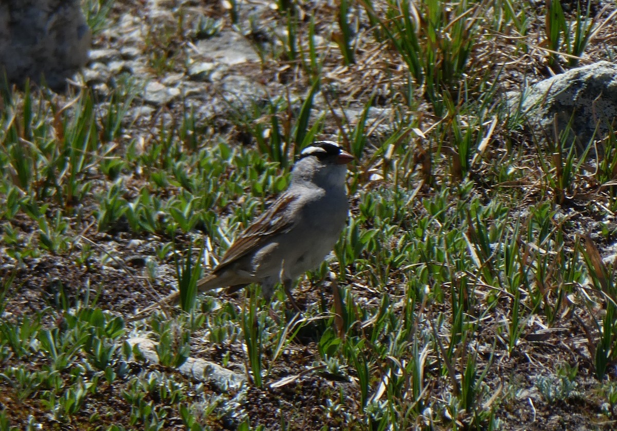 White-crowned Sparrow - ML106968681