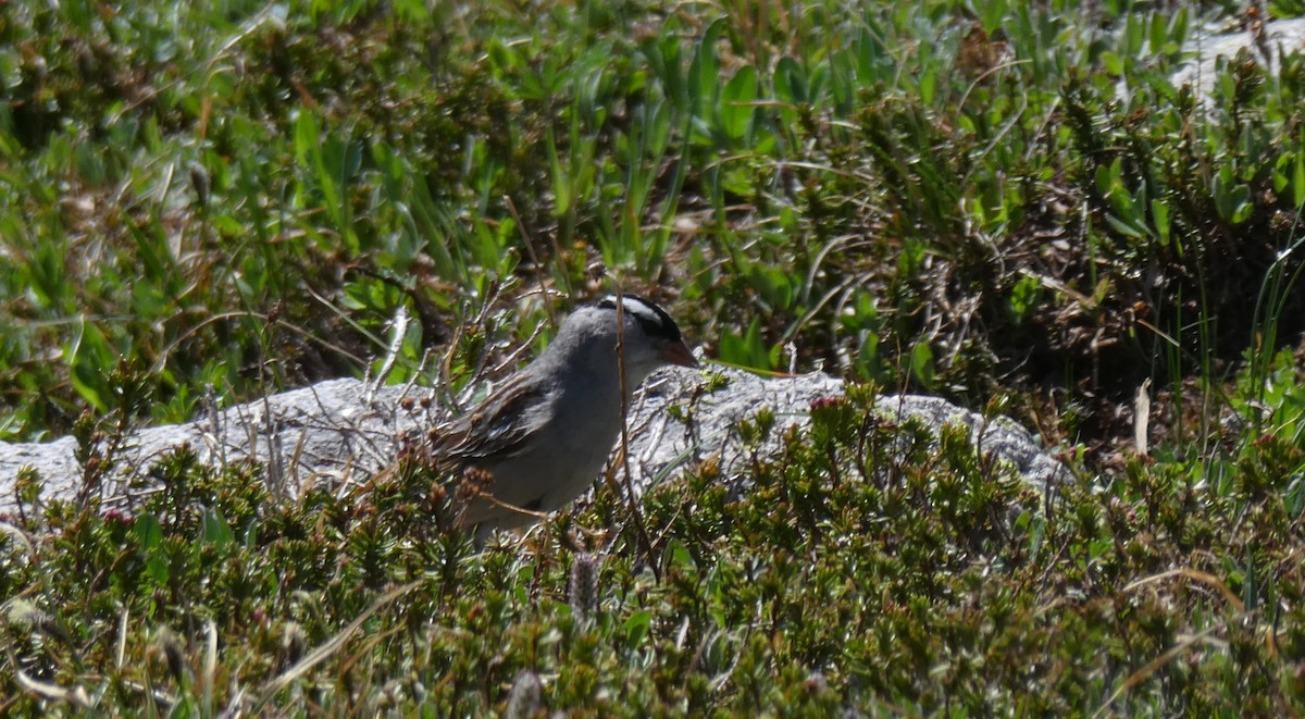 White-crowned Sparrow - ML106968721