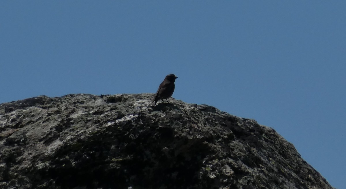 Black Rosy-Finch - ML106968751