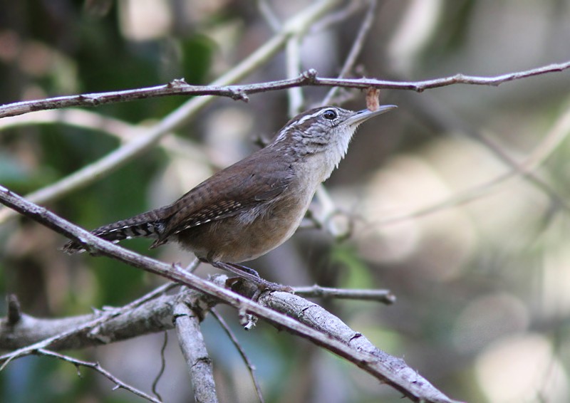 Carolina Wren (White-browed) - Amy McAndrews