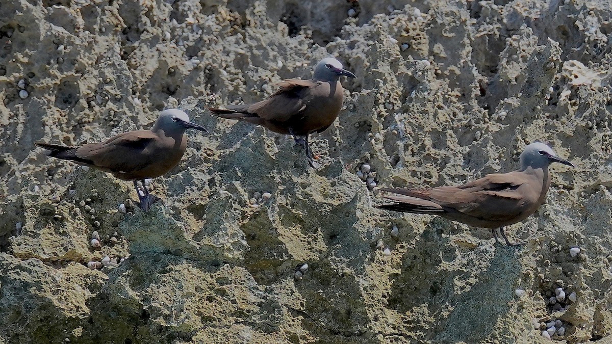 Brown Noddy - ML106969861