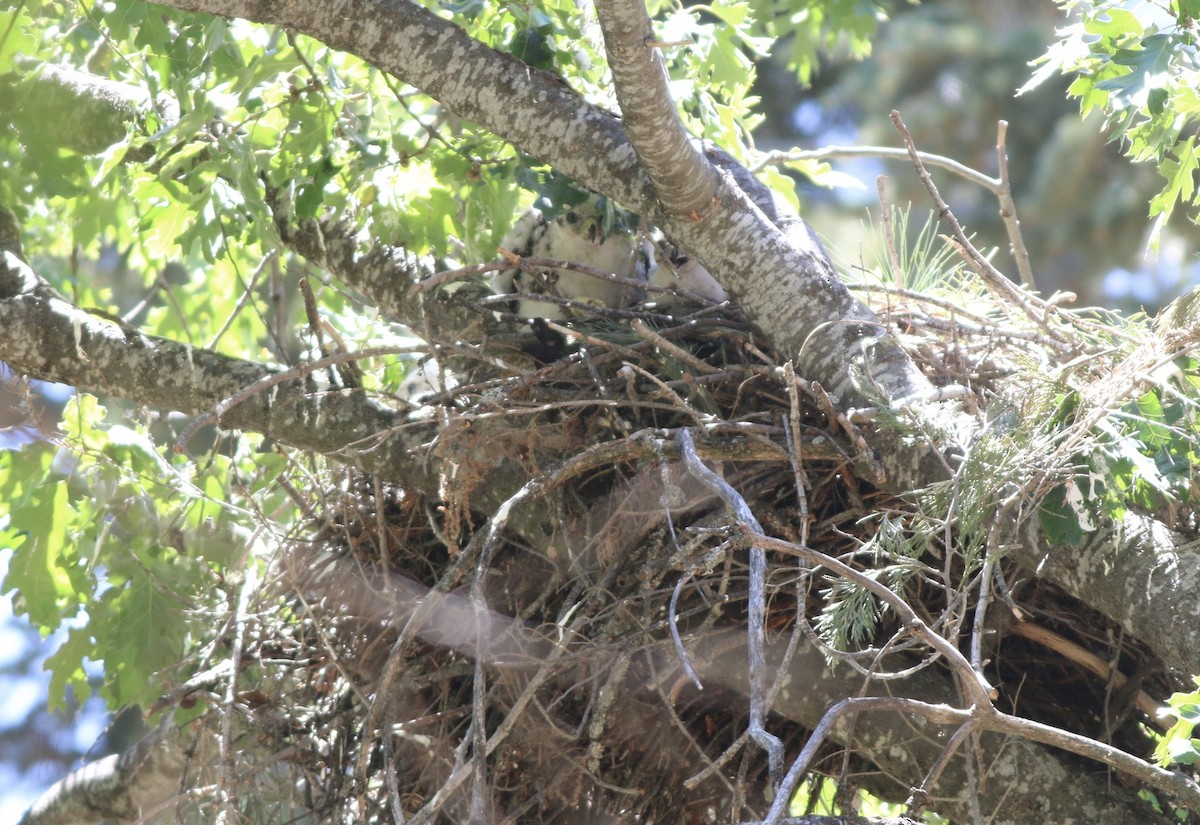 American Goshawk - Lance Benner