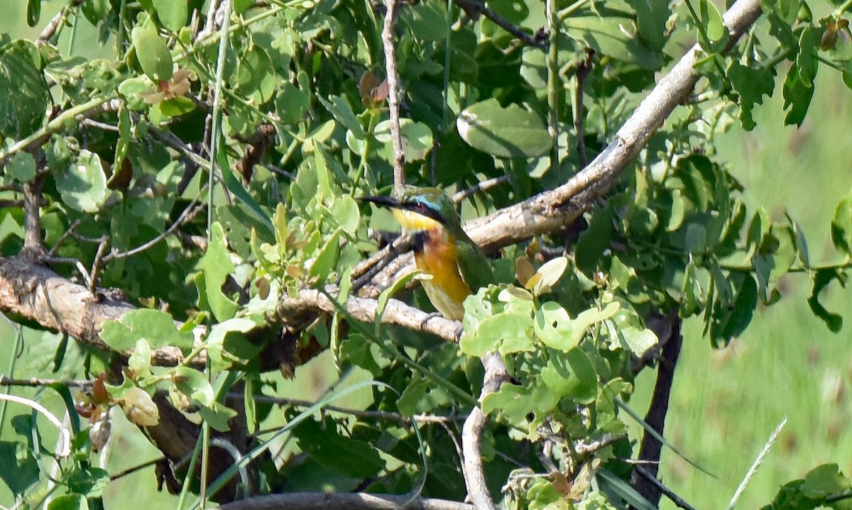 Little Bee-eater - ML106970831