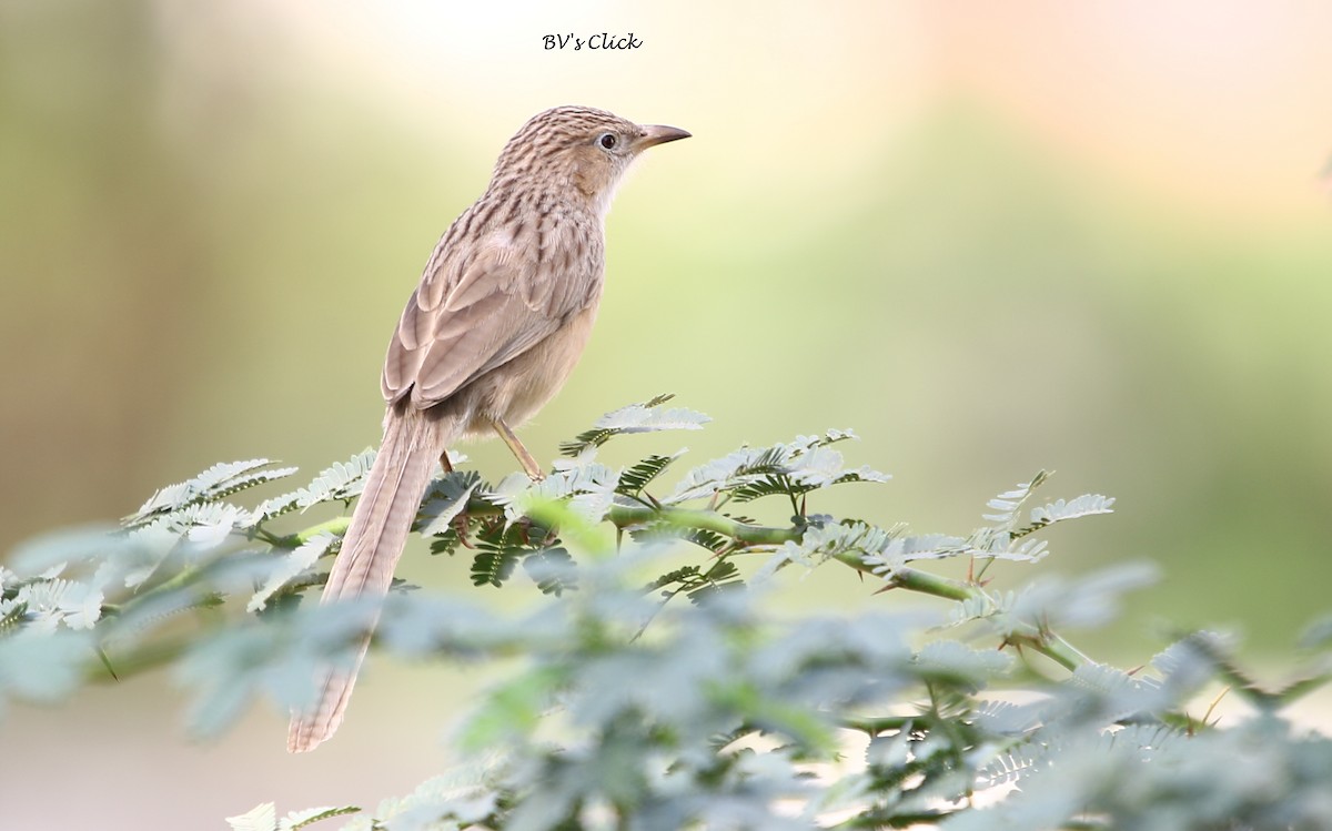 Common Babbler - Bhaarat Vyas
