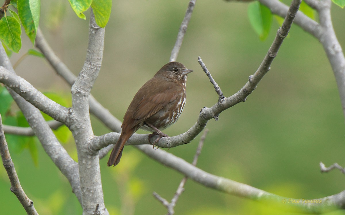 Fox Sparrow - ML106977091