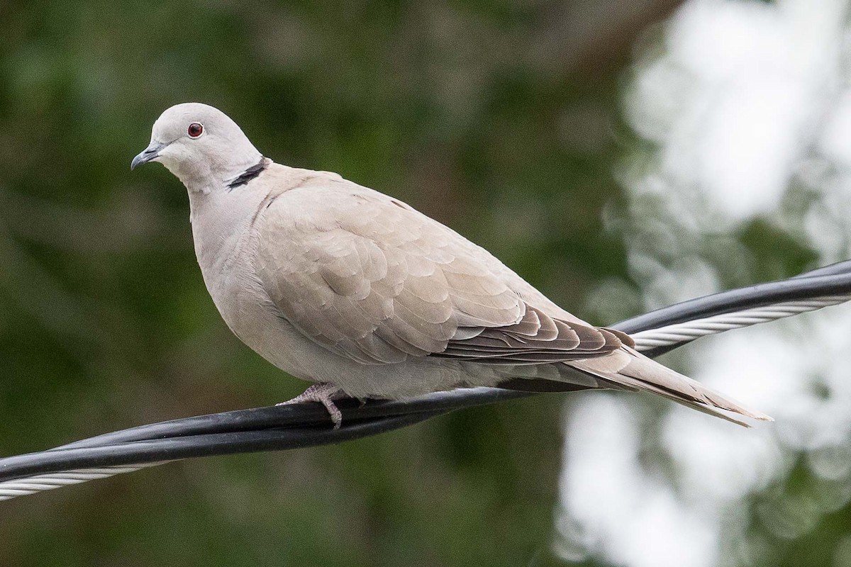 Eurasian Collared-Dove - ML106982761